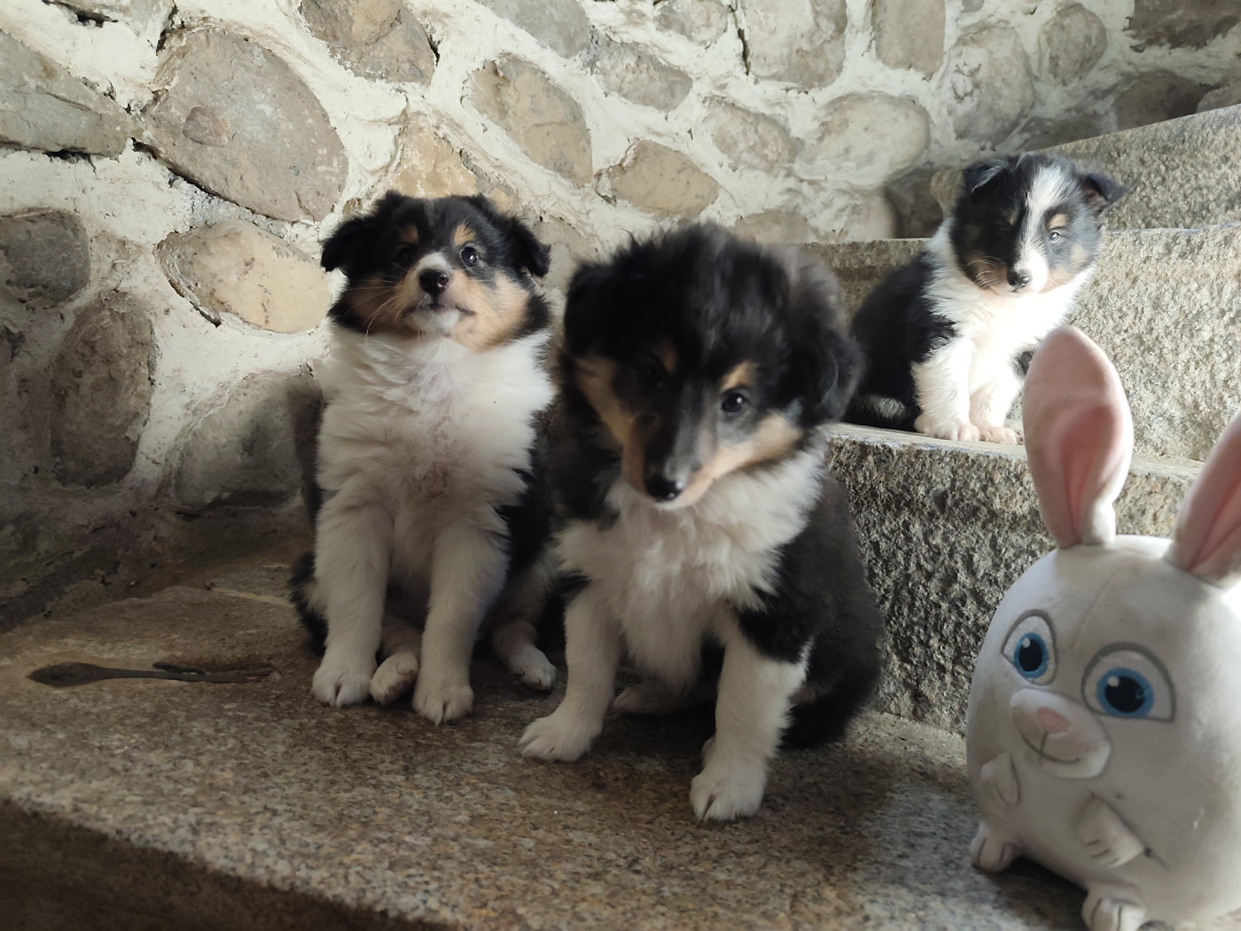 Chiot Shetland Sheepdog Des Forges De Cotenvert