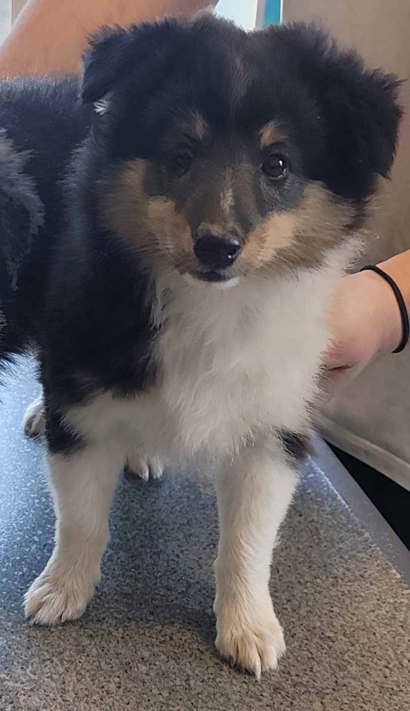 Des Forges De Cotenvert - Chiots disponibles - Shetland Sheepdog