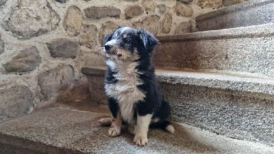 CHIOT 1