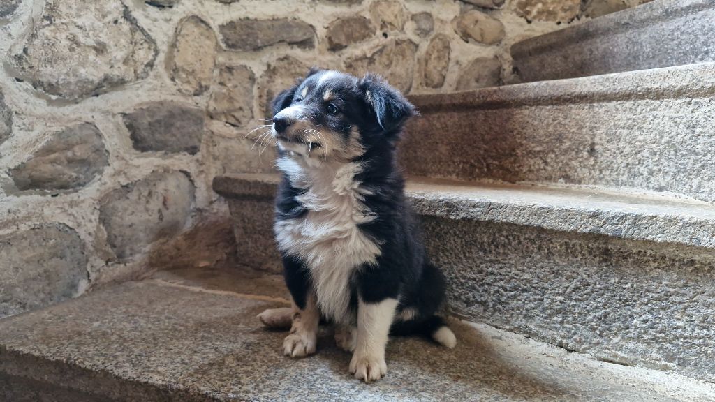Des Forges De Cotenvert - Chiots disponibles - Shetland Sheepdog